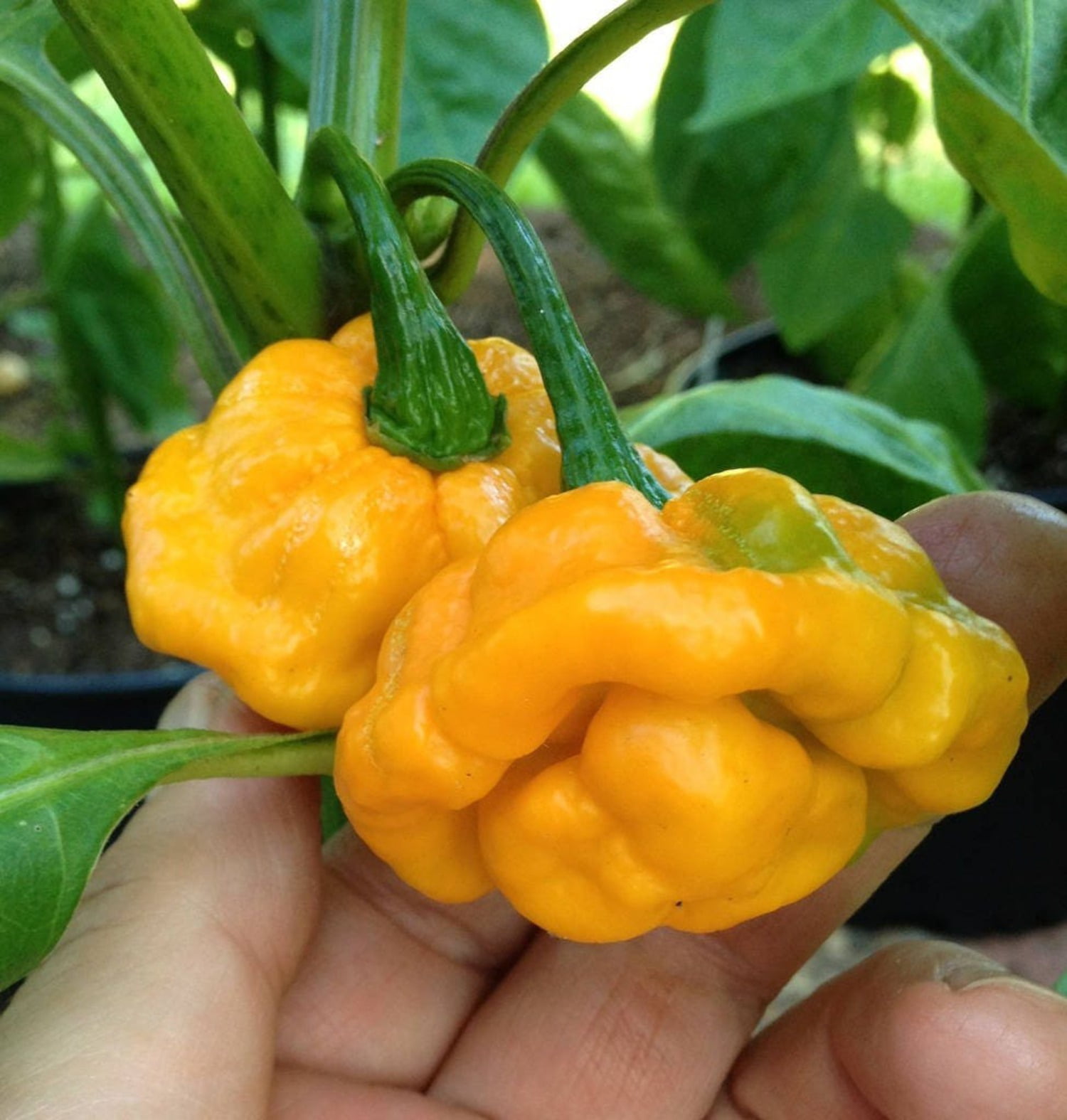 Scotch Bonnet Pepper