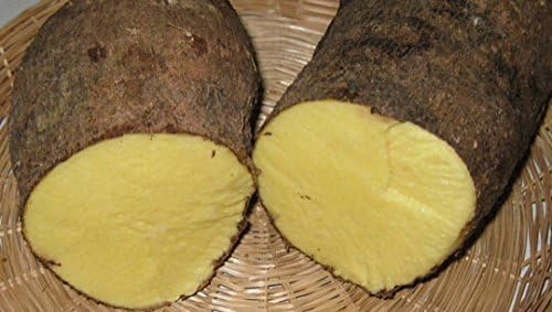 Yellow Yam wt