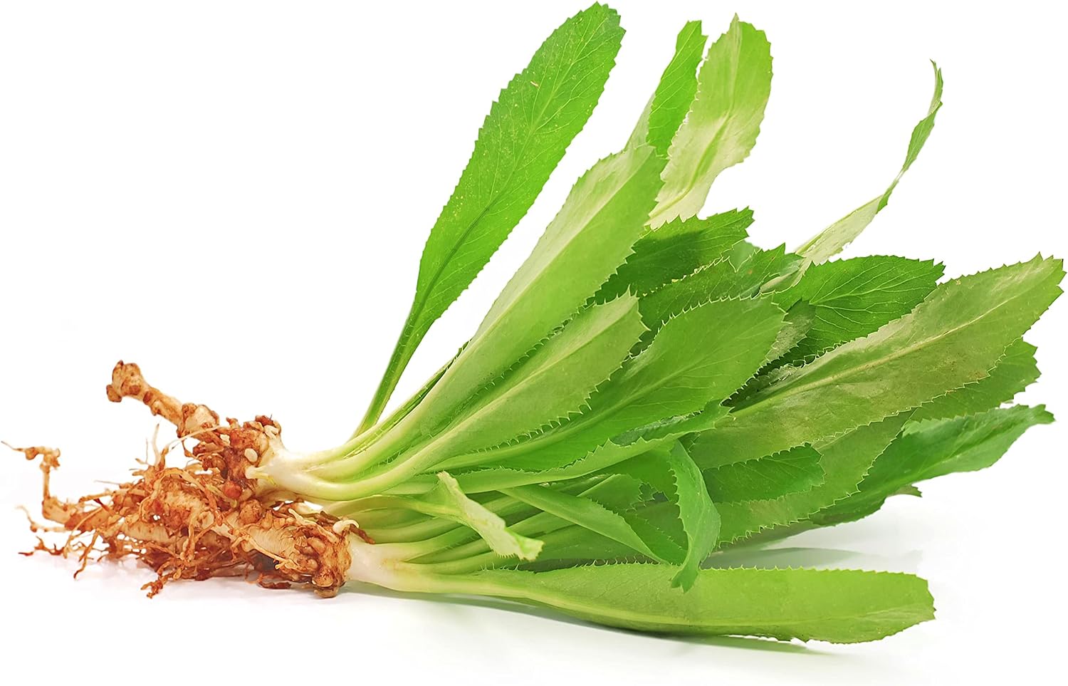 Fresh Culantro