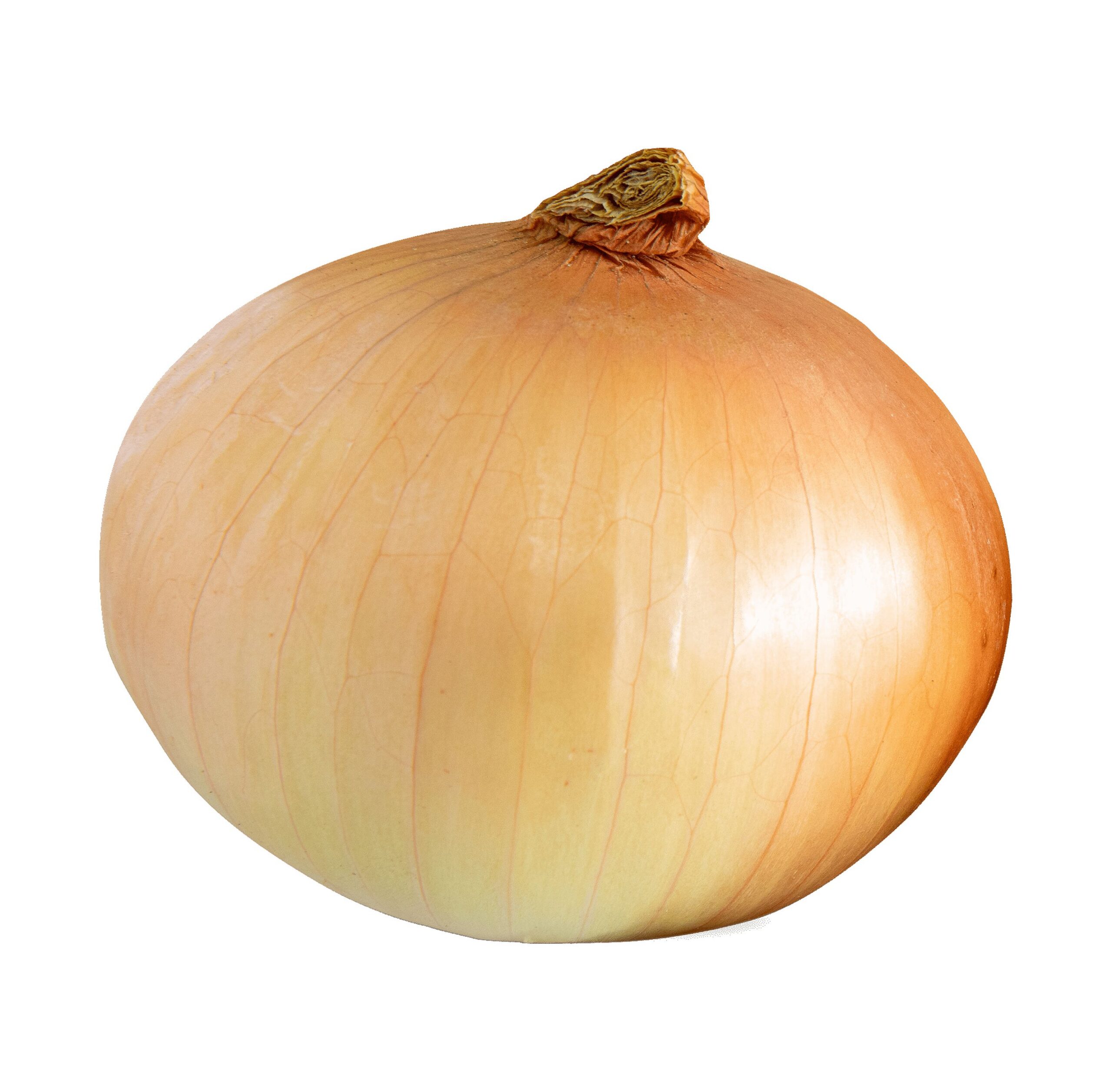 Onion Yellow wt