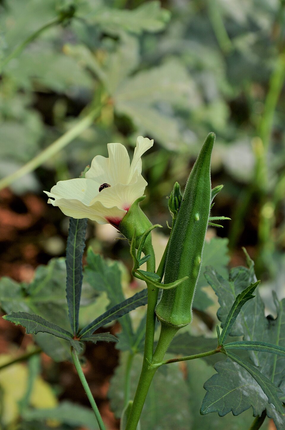 Okra American