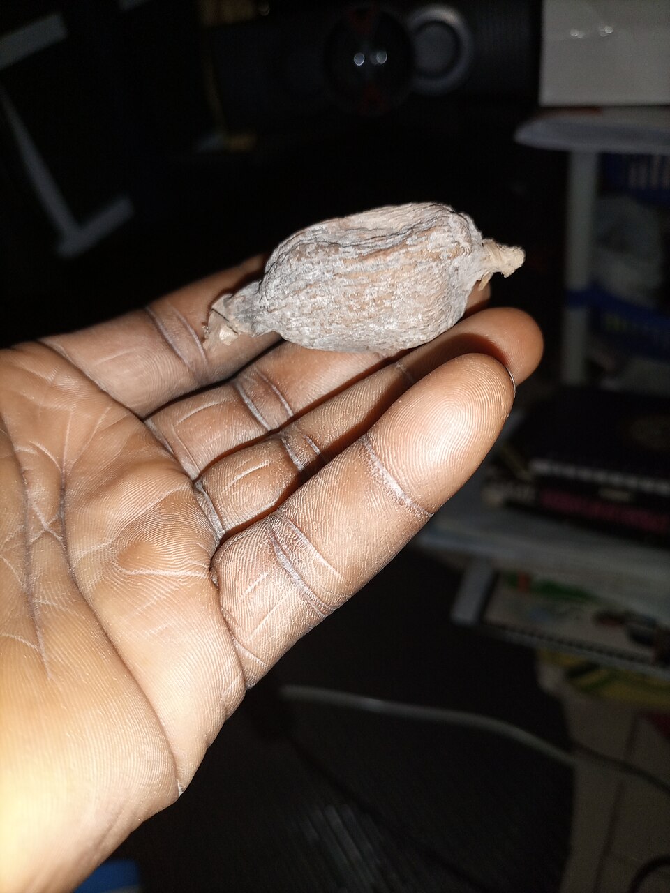 Aligator pepper