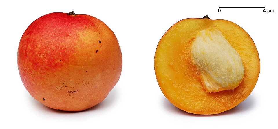 Fresh Mango ea
