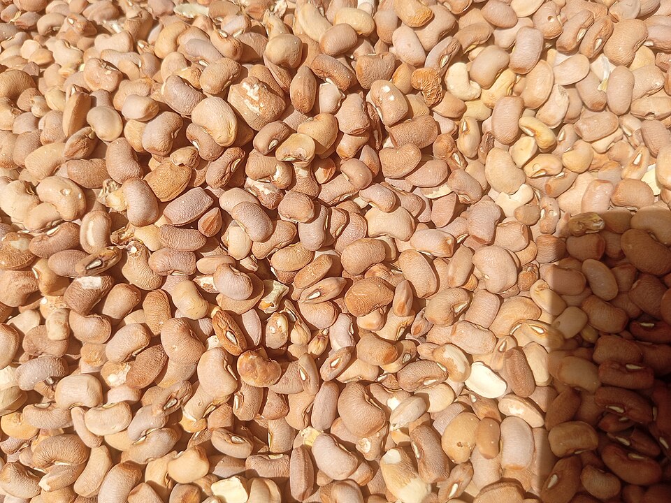 Brown Beans