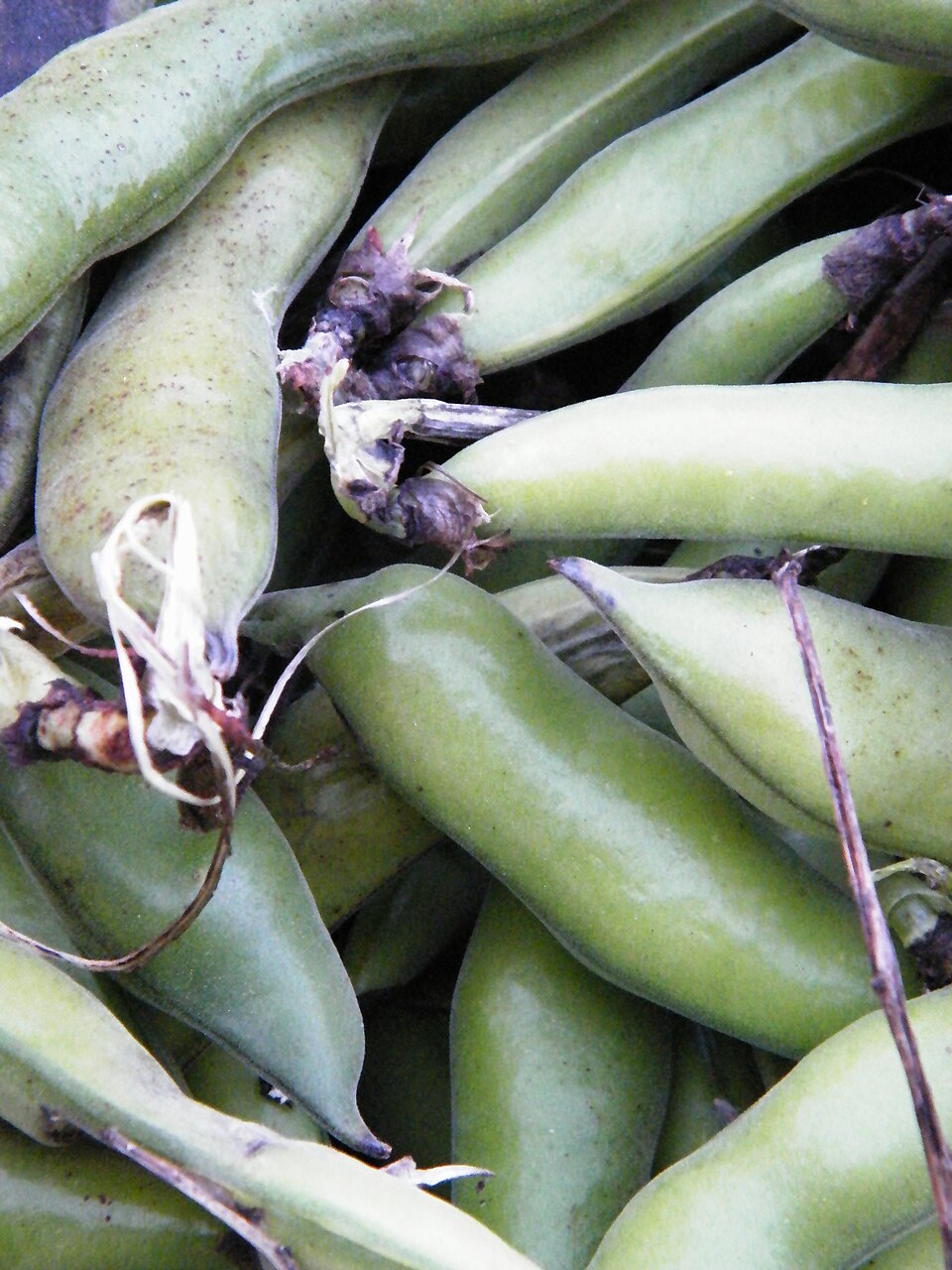 Baraka Small Fava Beans 32oz