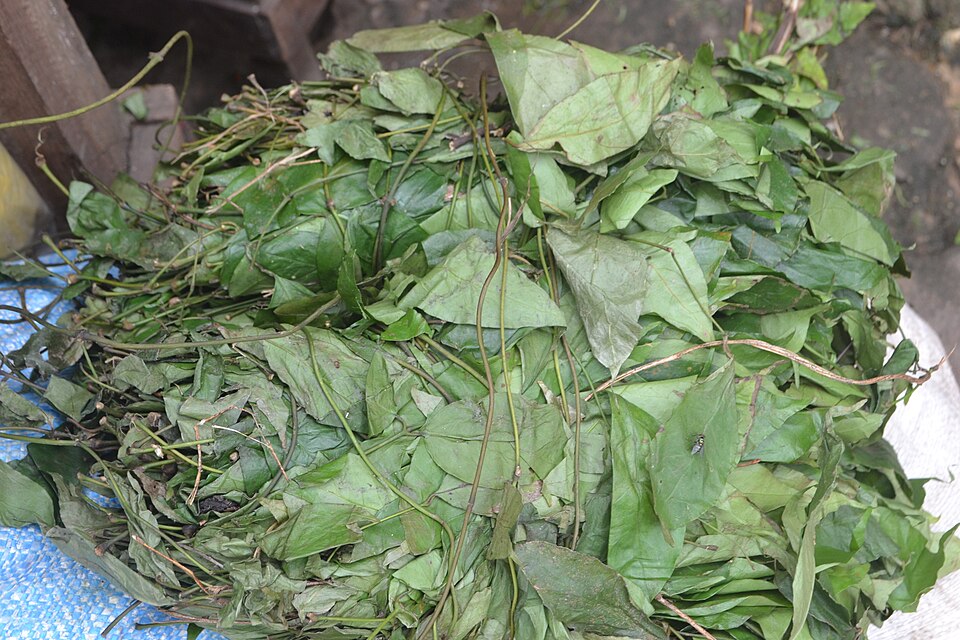 Dried Okazi Leaves