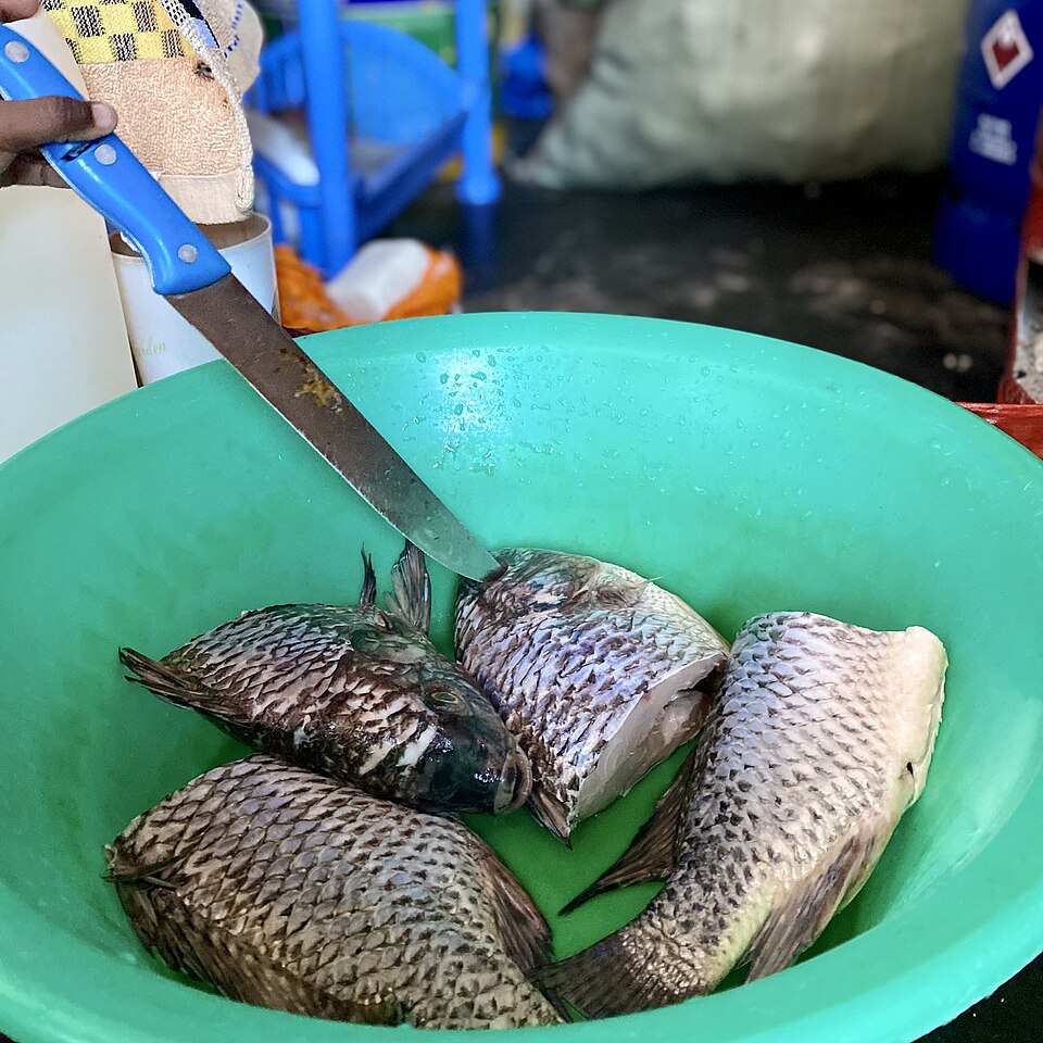 Tilapia Fish
