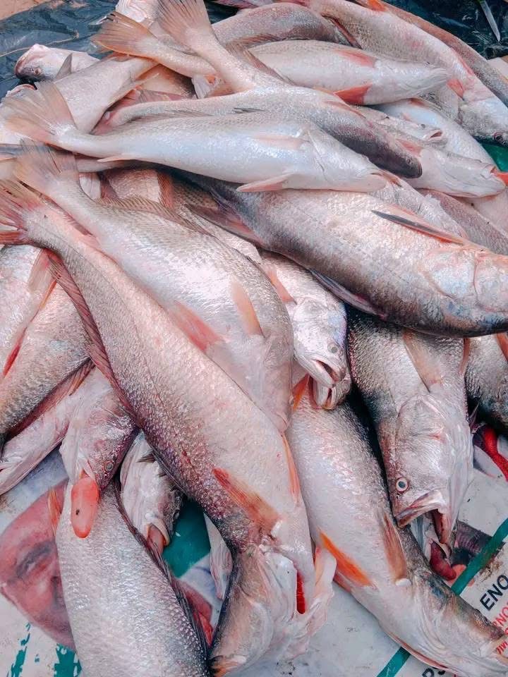 Croaker Fish
