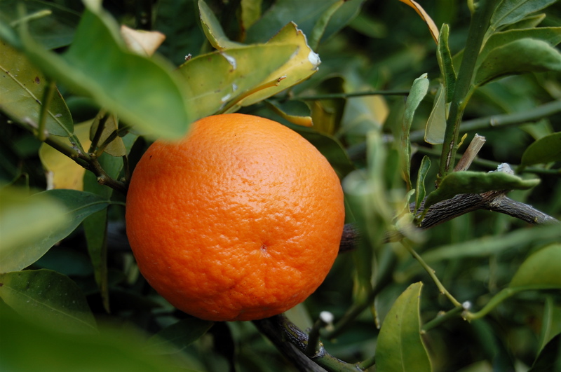 Fresh Tangerine