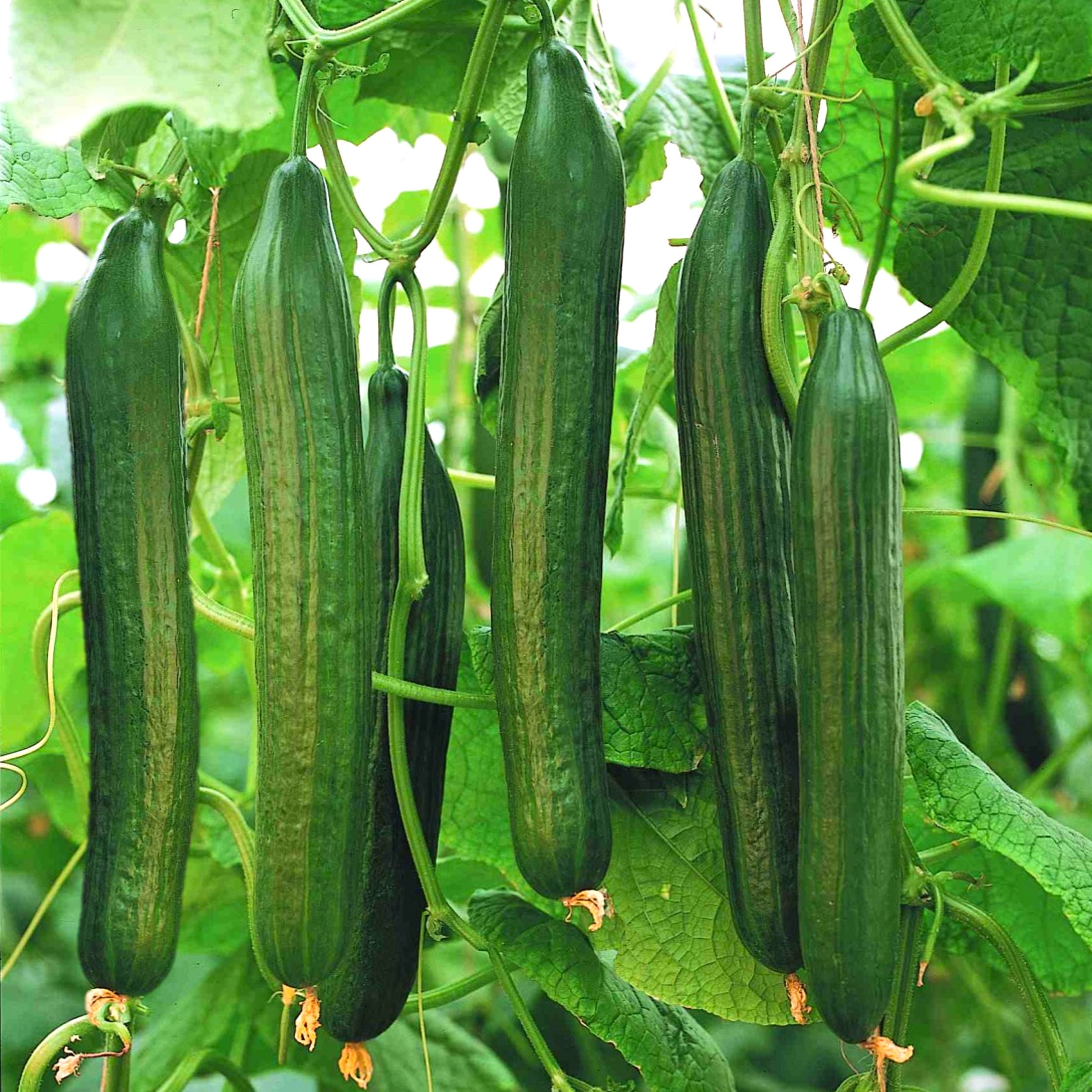 English Cucumber