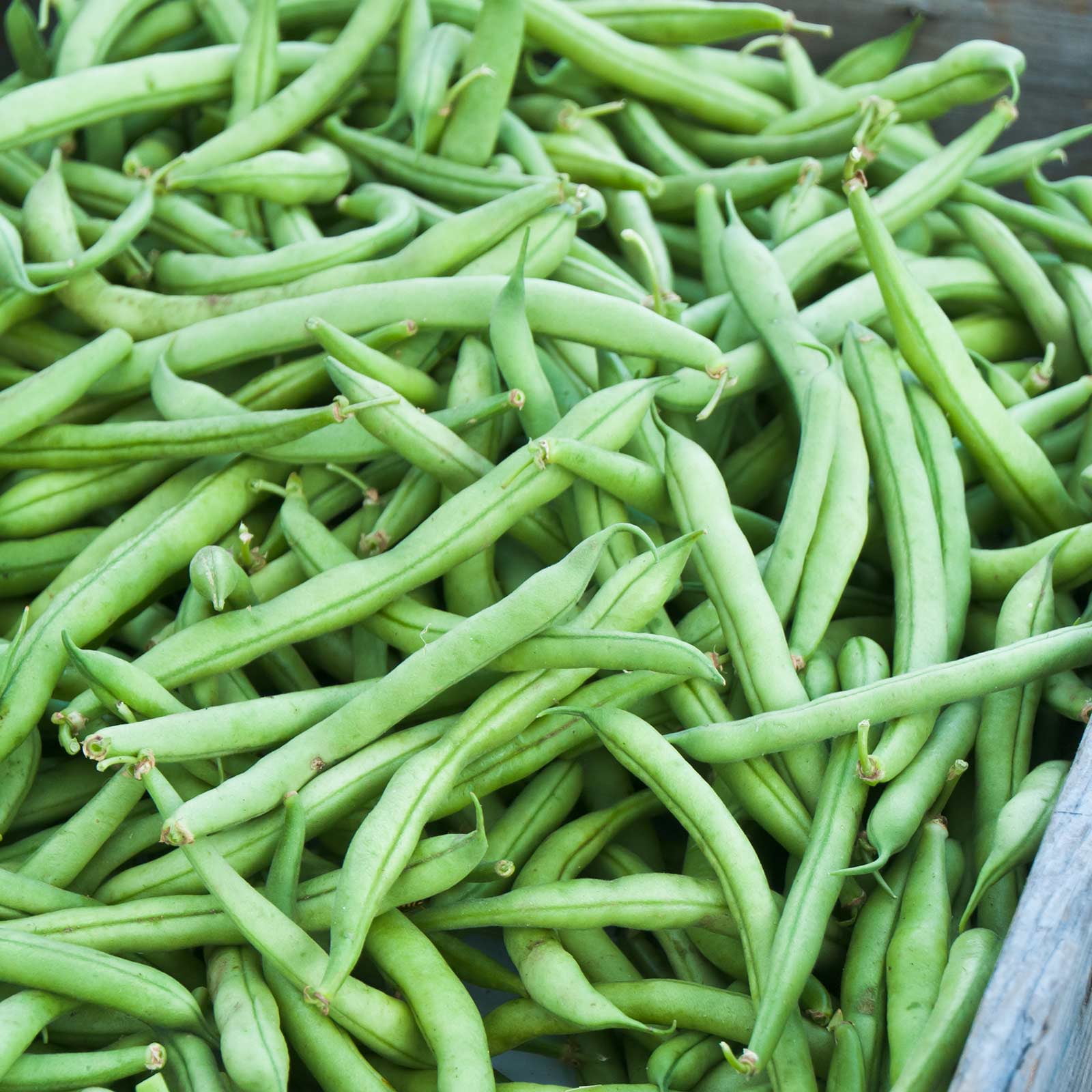 Green Bean (Snap Beans)